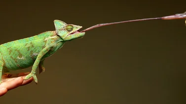 ¿Cuán rápida es la lengua de un camaleón?