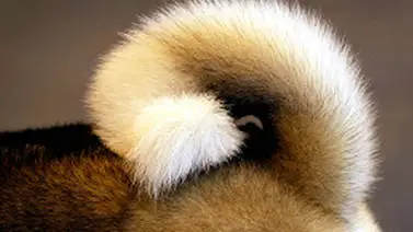 Los perros se alinean con el campo magnético de la Tierra para defecar Los perros se alinean con el campo magnético de la Tierra para defecar
