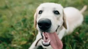¿Por qué los perros sacan la lengua cuando tienen calor? ¿Por qué los perros sacan la lengua cuando tienen calor?