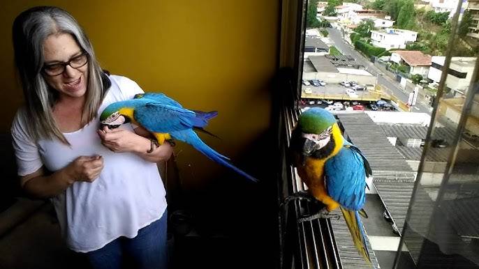Guacamayas | ¿Te sientes tentado en dejarlas entrar a casa? Esto debes saber