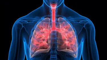 Pulmones | 3 plantas medicinales para limpiarlos Pulmones | 3 plantas medicinales para limpiarlos
