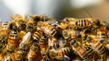 Táchira | Familia resultó herida tras ataque de abejas: Su mascota murió Táchira | Familia resultó herida tras ataque de abejas: Su mascota murió