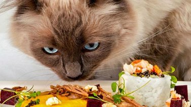 Crean la comida más lujosa para gatos