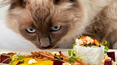 Crean la comida más lujosa para gatos