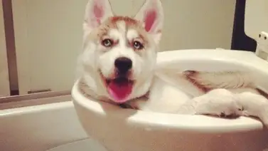 ¡Hace tanto calor que se antoja un baño! ¡Hace tanto calor que se antoja un baño!