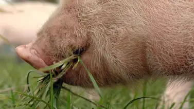 Granjero alimenta a sus cerdos con Cannabis Granjero alimenta a sus cerdos con Cannabis