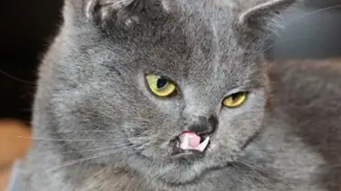 Impresionante gato vampiro Impresionante gato vampiro