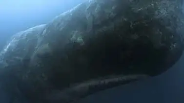 La verdadera historia de Moby Dick: ¿puede una ballena atacar a un humano? La verdadera historia de Moby Dick: ¿puede una ballena atacar a un humano?