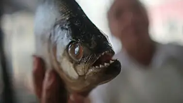 Argentina: Más de 60 heridos por ataque de peces palometa Argentina: Más de 60 heridos por ataque de peces palometa