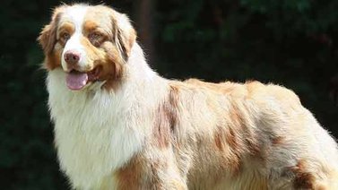 Perros australianos son adictos al alucinógeno producido por sapos americanos