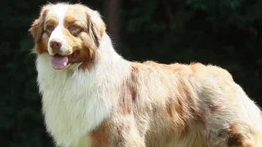 Perros australianos son adictos al alucinógeno producido por sapos americanos