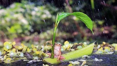 Rana se refugia de lluvia!
