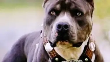 Un hombre de EE UU mata a su perra Pitbull, la cocina y se la come Un hombre de EE UU mata a su perra Pitbull, la cocina y se la come