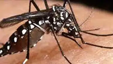 Más de 700 hogares de Propatria fueron fumigados contra el dengue Más de 700 hogares de Propatria fueron fumigados contra el dengue