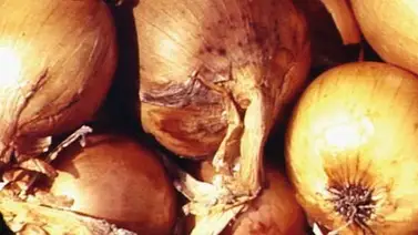 Pone a llorar el precio de la cebolla Pone a llorar el precio de la cebolla