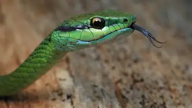 Un estudio explica el miedo innato a las serpientes Un estudio explica el miedo innato a las serpientes