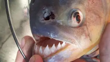 Descubren piraña vegetariana y mono que ronronea Descubren piraña vegetariana y mono que ronronea