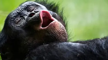 Como el hombre, el chimpancé también bosteza Como el hombre, el chimpancé también bosteza