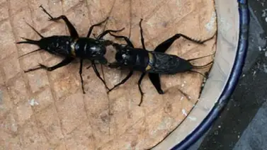 La pasión de China por la lucha de grillos La pasión de China por la lucha de grillos