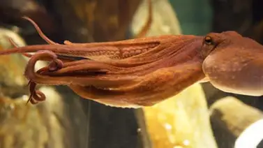 Encuentra a otro pulpo Paul en Colombia Encuentra a otro pulpo Paul en Colombia