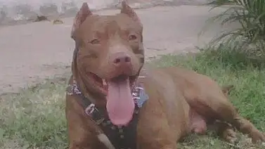 La atraparon teniendo sexo con un perro Pitbull La atraparon teniendo sexo con un perro Pitbull