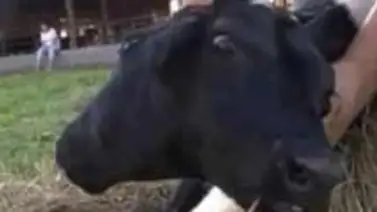 Ha nacido una vaca con dos cabezas Ha nacido una vaca con dos cabezas