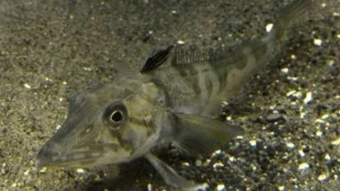 Acuario de Tokio presenta un pez con sangre transparente