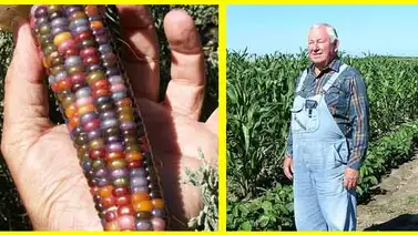 Cultivan maíz "multicolor" Cultivan maíz "multicolor"