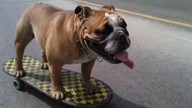 Biuf ¡el perro skater! Biuf ¡el perro skater!