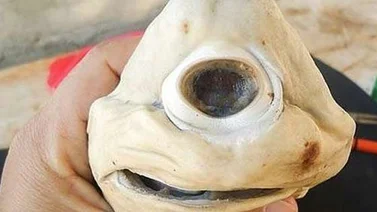 Capturaron un tiburón cíclope