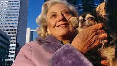 Un chihuahua heredó 100.000 dólares Un chihuahua heredó 100.000 dólares