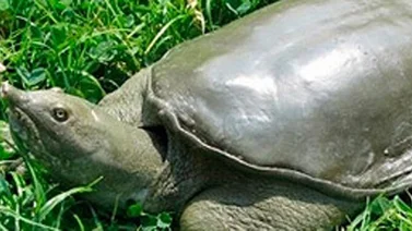 Decubren una tortuga que orina por la boca