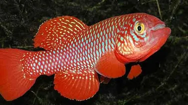 ¿Cuál es el animal que más rápido alcanza la madurez sexual?