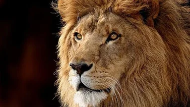 Capturan a un león que merodeaba un mercado