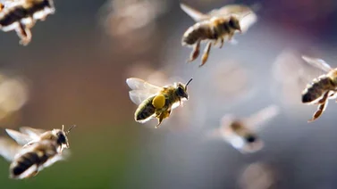 Abejas ayudarán a detectar campos con minas