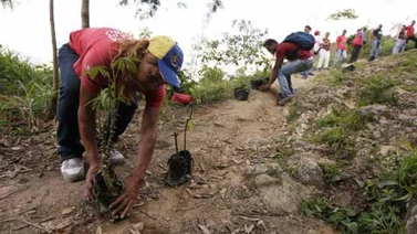 Plantan en Cojedes 250 árboles en segunda jornada de reforestación ambiental
