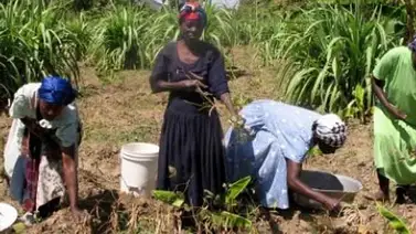 Haití propone pagar petróleo a Venezuela con productos agrícolas Haití propone pagar petróleo a Venezuela con productos agrícolas