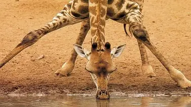 ¿Sabías que las jirafas no tienen cuerdas vocales? ¿Sabías que las jirafas no tienen cuerdas vocales?