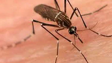 Inician plan intensivo de lucha contra la malaria en sur del estado Bolívar