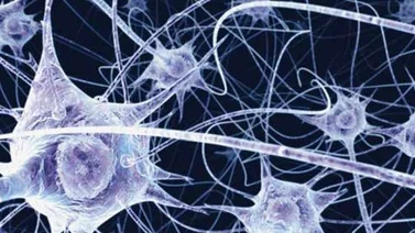 La Proteína que retrasa el envejecimiento en el cuerpo humano