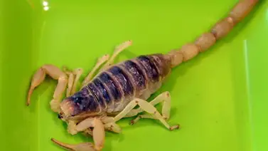 Un escorpión de 360 millones de años es el animal más viejo de Gondwana Un escorpión de 360 millones de años es el animal más viejo de Gondwana