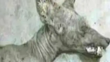 Familia argentina exhibe esqueleto de animal parecido a mítico "chupacabras" Familia argentina exhibe esqueleto de animal parecido a mítico "chupacabras"