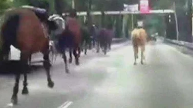 Estampida de caballos de la Policía sorprende a automovilistas en México