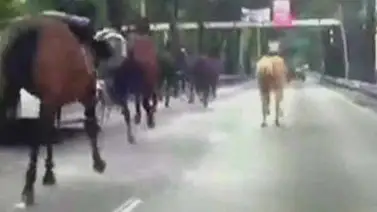 Estampida de caballos de la Policía sorprende a automovilistas en México Estampida de caballos de la Policía sorprende a automovilistas en México