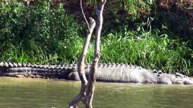 Un turista consigue sobrevivir al acoso de un cocodrilo gigante en Australia