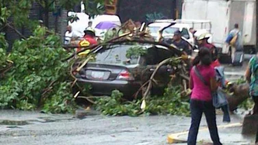 Lluvias en Caracas causa caída de arboles