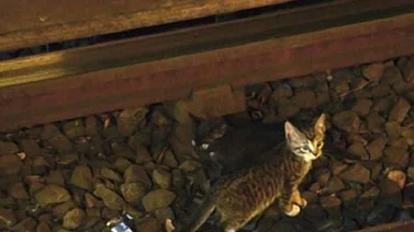 Dos horas sin Metro en Nueva York por salvar a dos gatitos