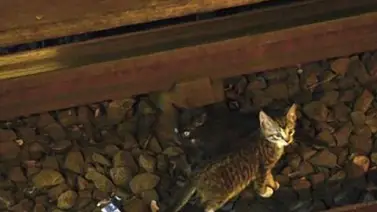 Dos horas sin Metro en Nueva York por salvar a dos gatitos Dos horas sin Metro en Nueva York por salvar a dos gatitos