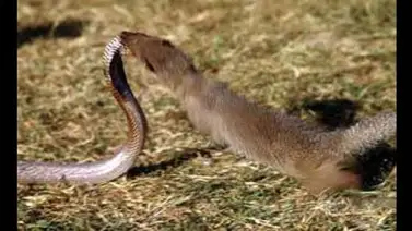 La "Mangosta" un animal inmune al veneno de la cobra La "Mangosta" un animal inmune al veneno de la cobra