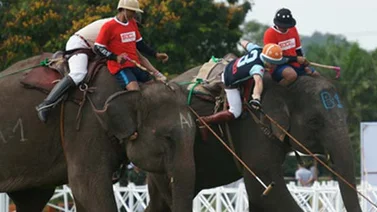 Polo sobre elefantes, un deporte que "gana peso" en Tailandia